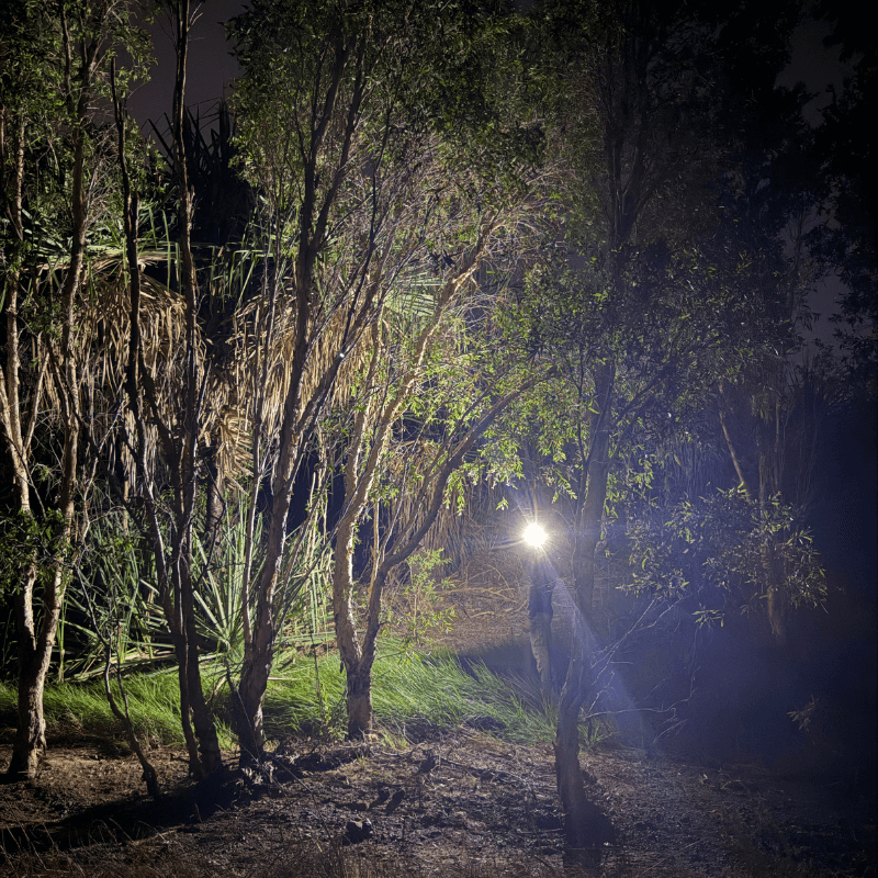 Dark forest path illuminated by a flashlight with trees on either side.