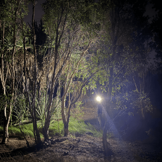 Dark forest path illuminated by a flashlight with trees on either side.